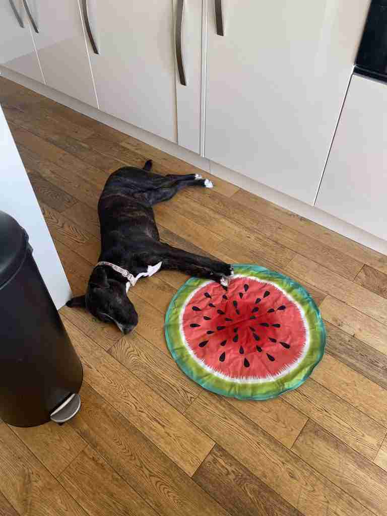 Mabel the staffy cross asleep on a wooden floor touching a water melon cooling mat