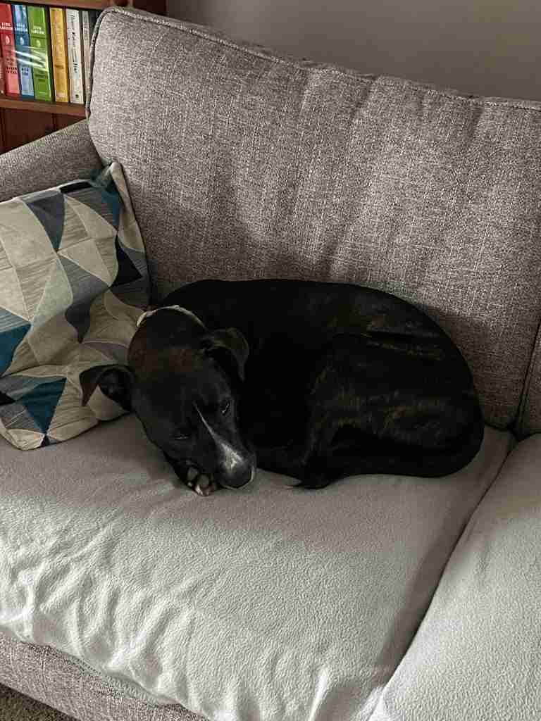 Mabel the staffy cross curled up asleep on a grey sofa