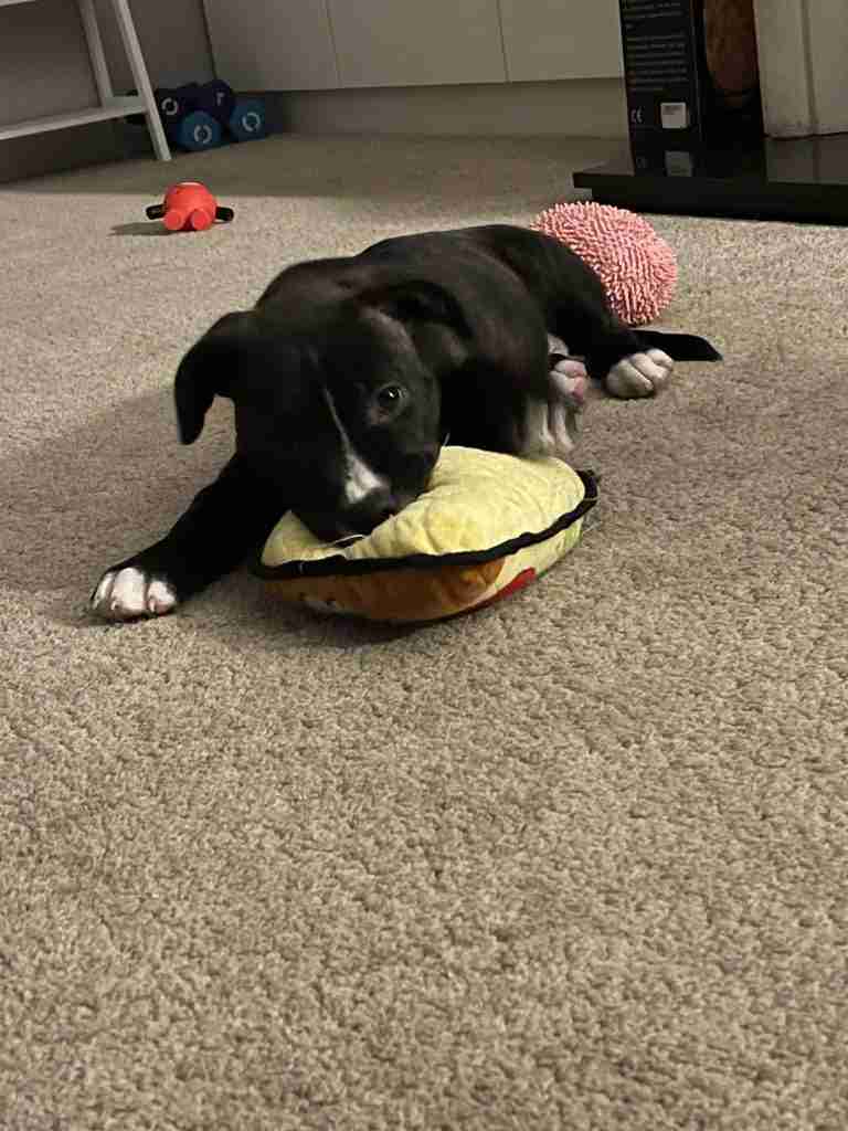 Mabel the staffy cross eating a pizza slice ty on the floor
