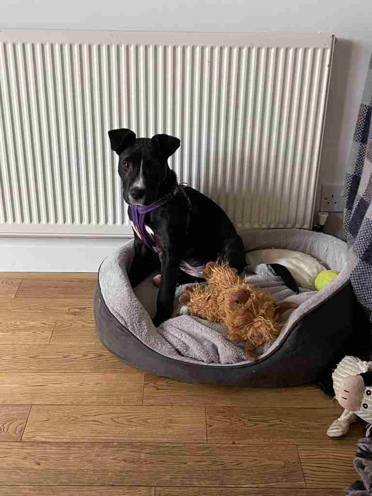 Mabel the staffy cross in purple harness sat in her bed