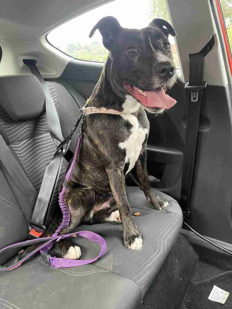 Mabel the staffy cross in the back seat of a Ford fiesta restrained using a Ezy Dog seat belt restraint.