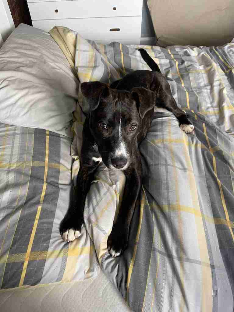 Mabel the staffy cross sitting on a bed