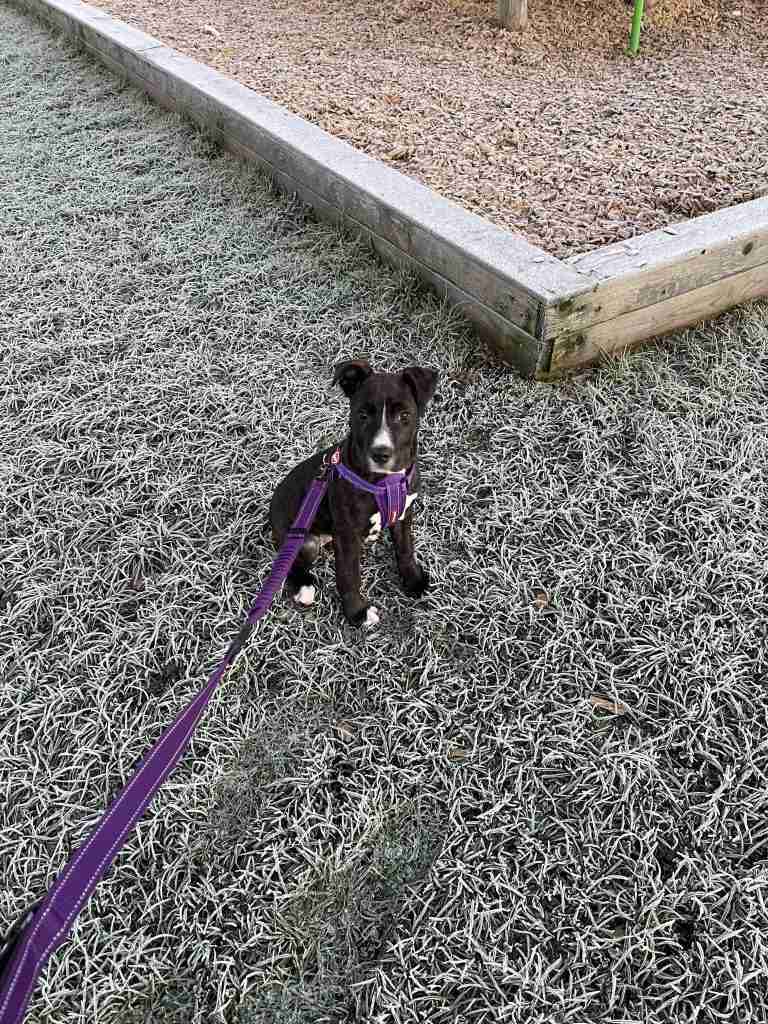 Mabel the staffy cross at 2 months old, sitting on frosted grass on a purple ezy dog zero shock lead looking at you.
