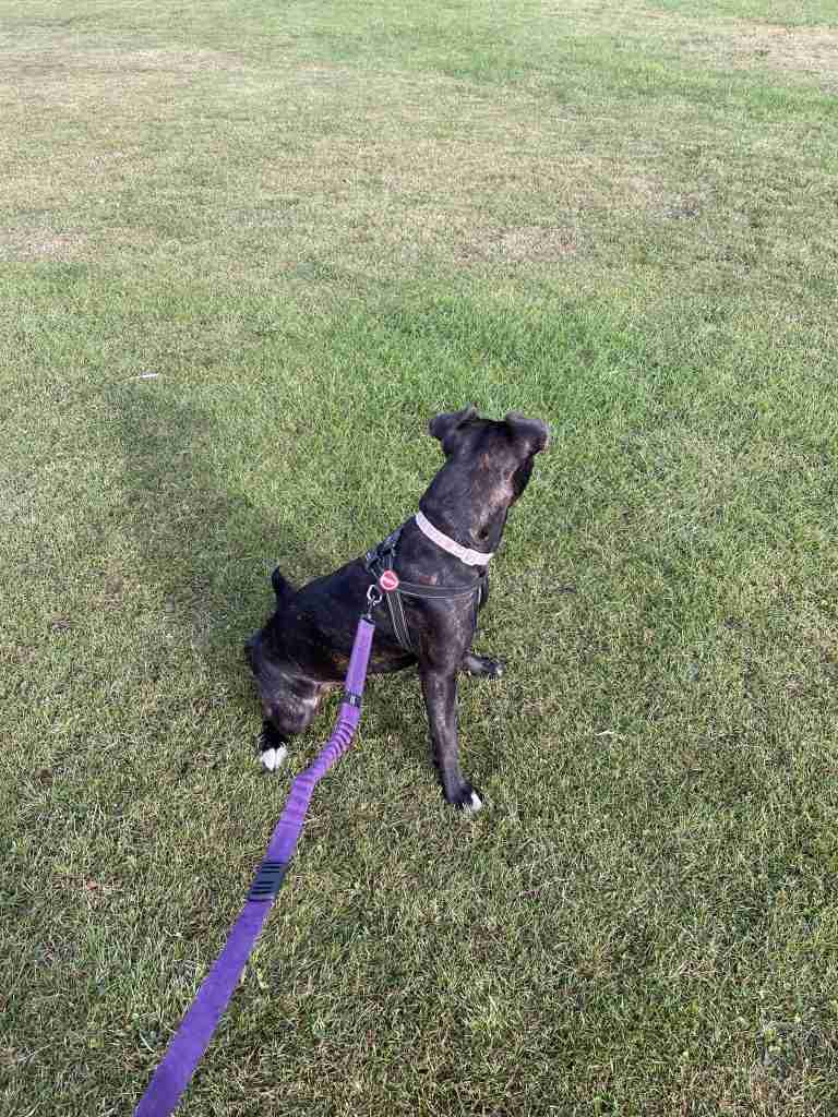Mabel the staffy cross at 1 year old, sitting on grass facing away on a purple ezy dog zero shock lead.