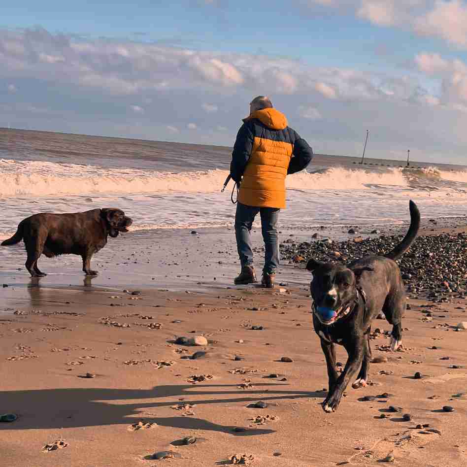 Front shot of Mabel the staffy cross holding a ball in her mouse whilst running on Hornsea beach, with a chocolate labrador and a man in a yellow coat in the background