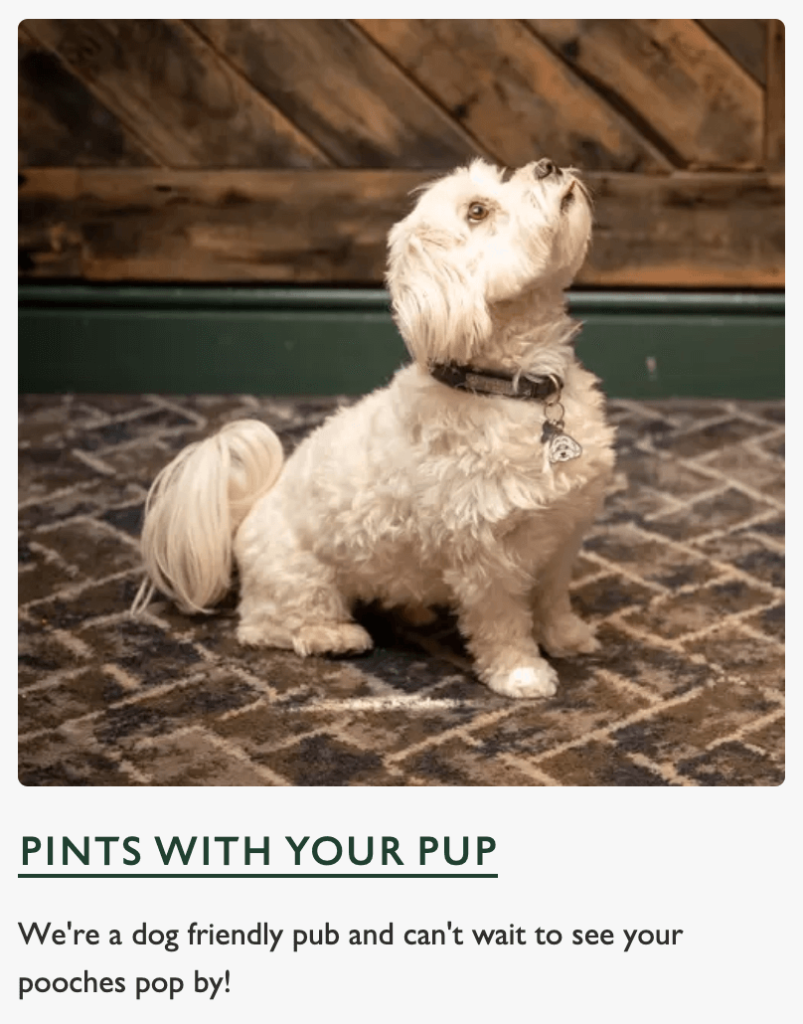 Screenshot of The Marine website showing a dog in the pub with the caption pints with your pup, we're a dog friendly pub