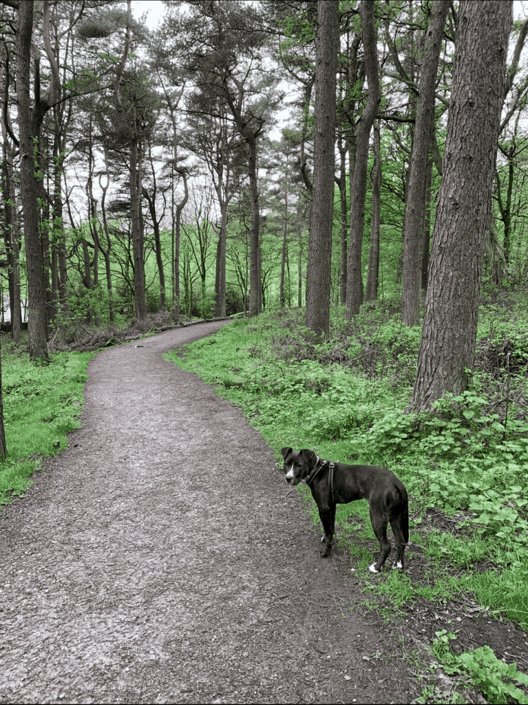 Mabel the staffy cross looking back in woodland at ogden water reservoir
