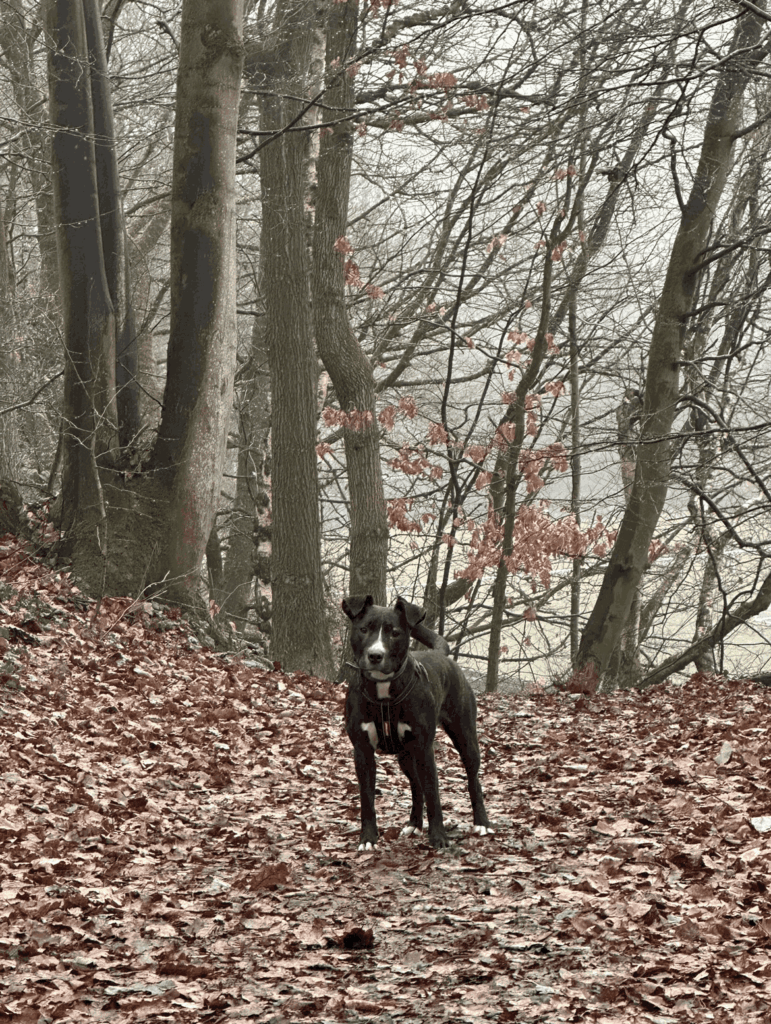 Mabel the staffy cross at Clay House Park the start of the Calderdale Way