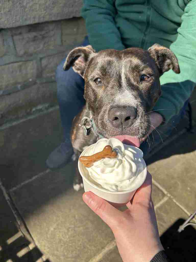 Mabel the staffy cross enjoying looking at her first ever puppuccino at The Cakery.