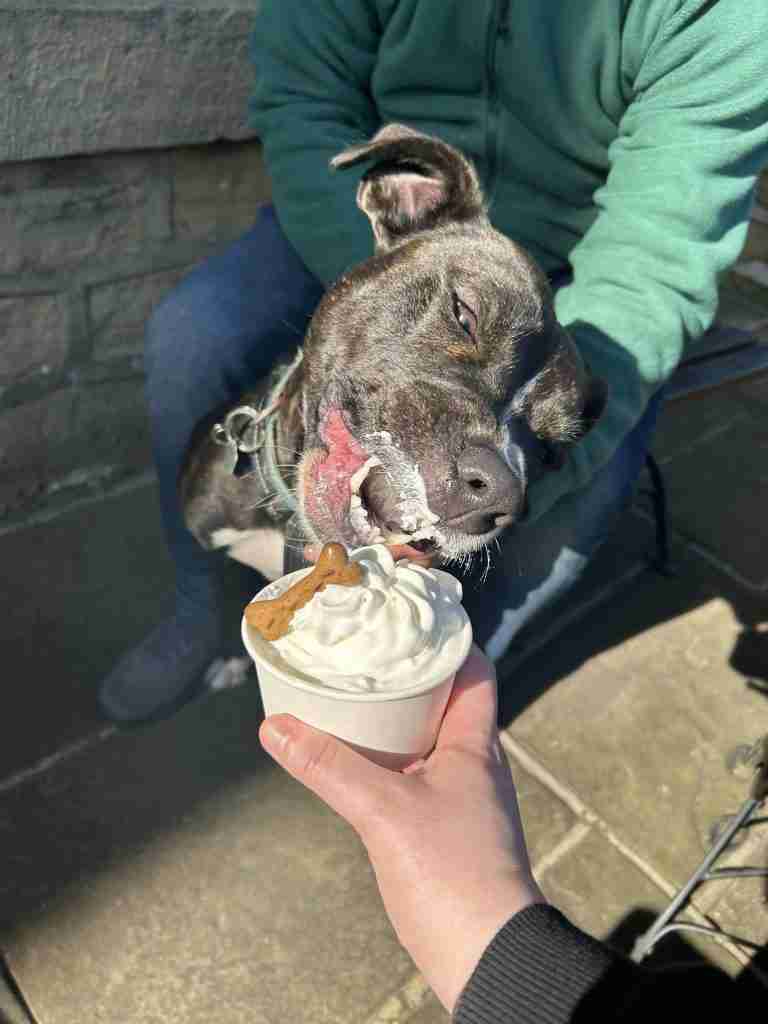 Mabel the stafy cross licking/enjoying her first ever puppuccino at The Cakery