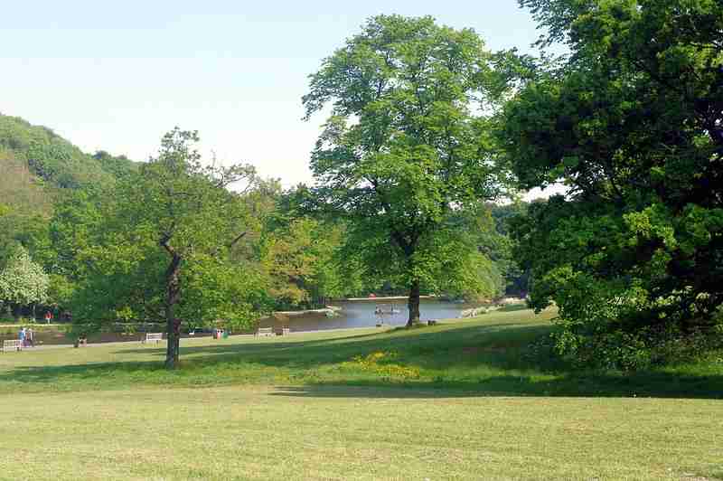 The green fields of shibden park with 3 large trees and the lake in the background on a summers day.