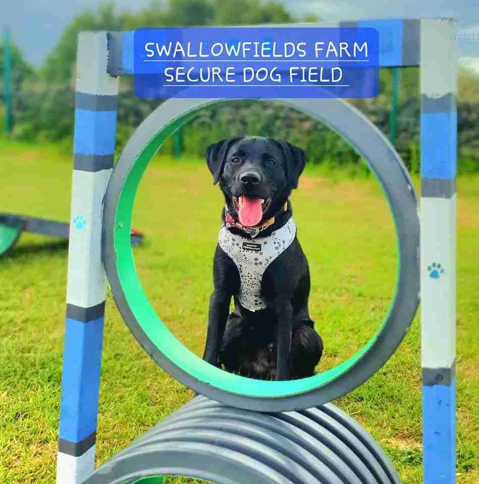 Black labrador framed through a ring hoop at Swallowfields farm dog field in Greetland Halifax.