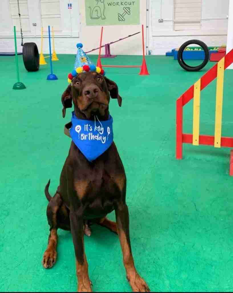 Dog with a birthday hat and bandana looking at the camera at Woofy Workout dog play room in Sowerby Bridge, Halifax.