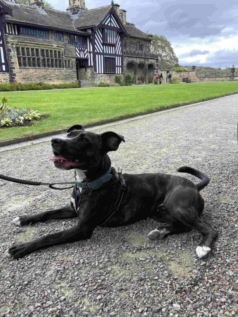 Mabel in front of Shibden Hall in the dog friendly Shibden Park in Halifax