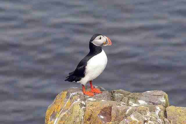 Front shot of a puffin on a rock in front of the sea