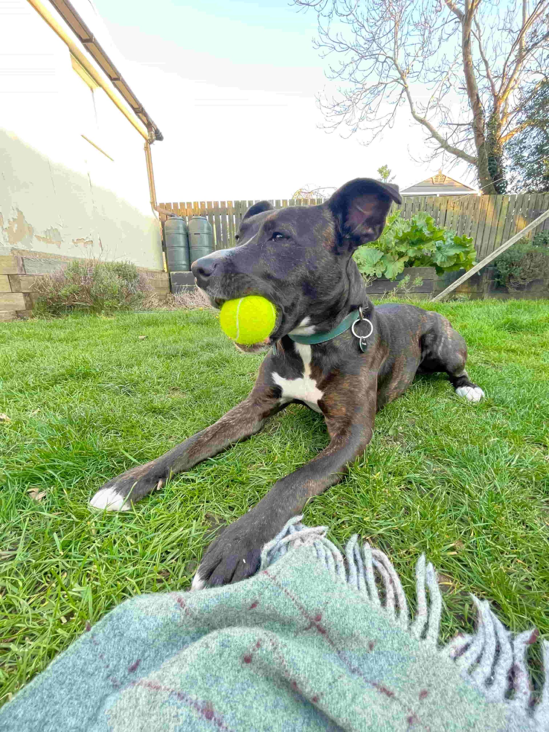 Mabel chewing her Head tennis ball in the early evening during the summer