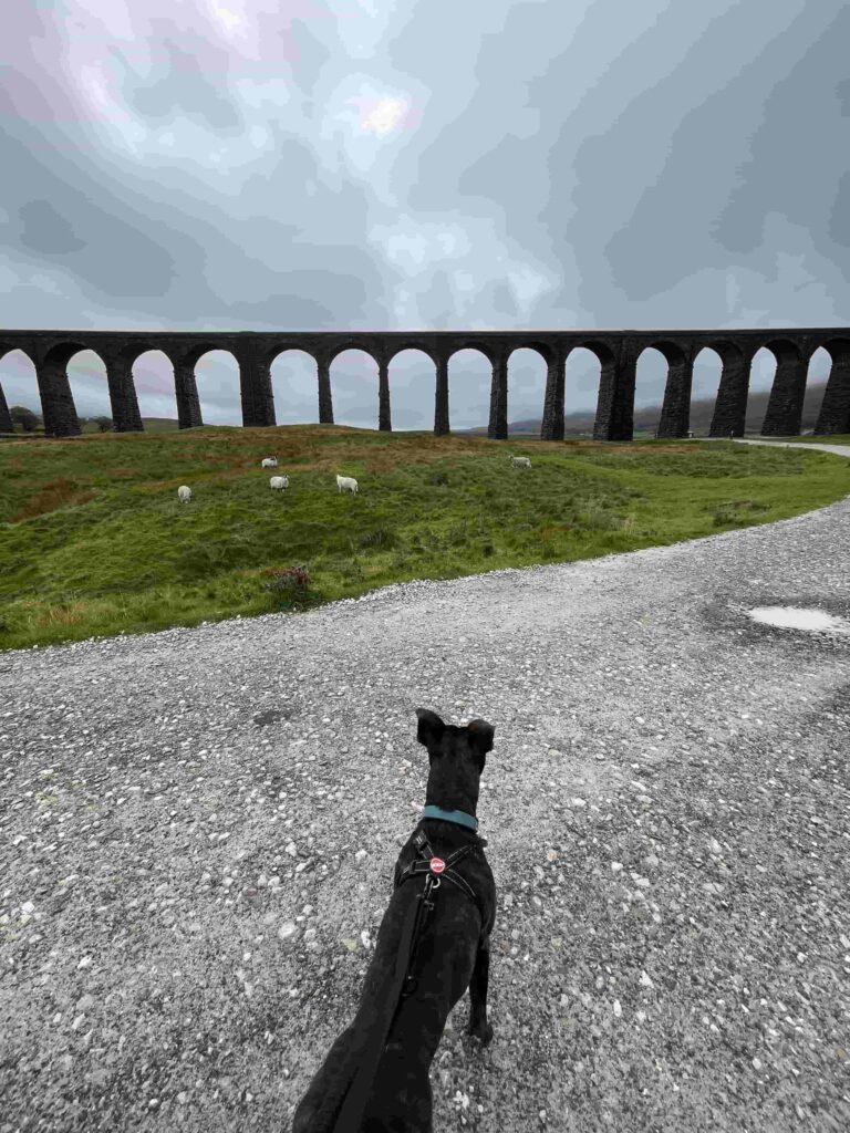 Mabel the staffie cross looking at Ribblehead Viaduct