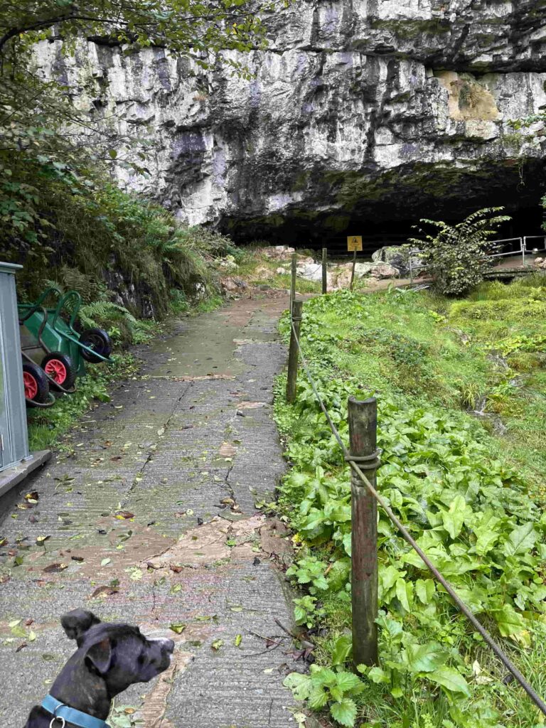 Mabel the staffie cross at the entrance of Inglebroiguh cave