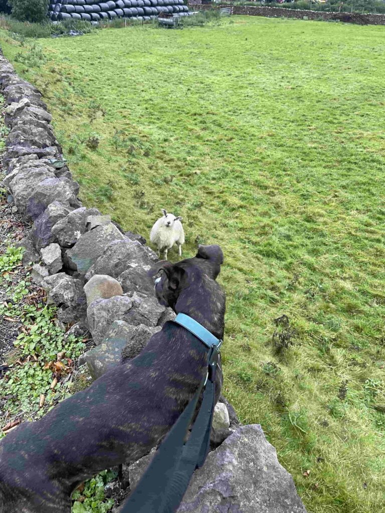 Mabel the Staffie Cross looking at a curious sheep in Ingleton