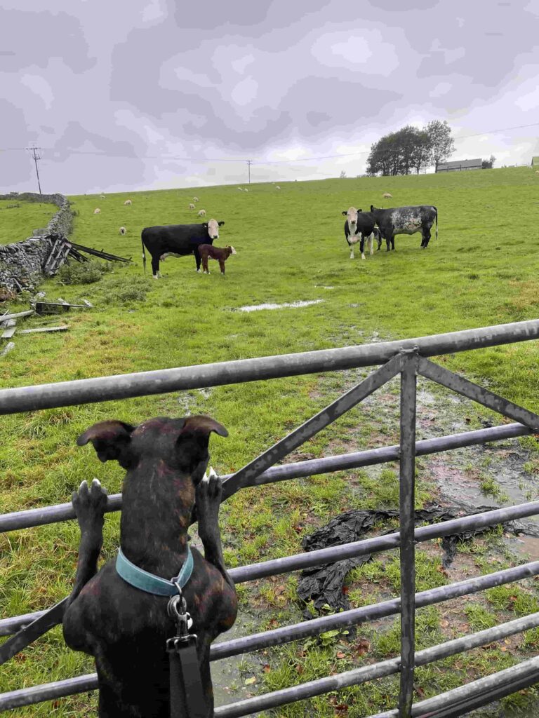 Mabel the staffie cross looking at cows in Ingleton