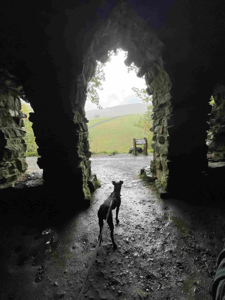 Mabel the Staffie Cross on the Ingleborough Estate trail