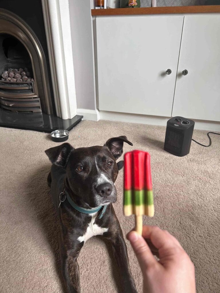 Mabel patiently waiting for a dog friendly ice rocket lolly
