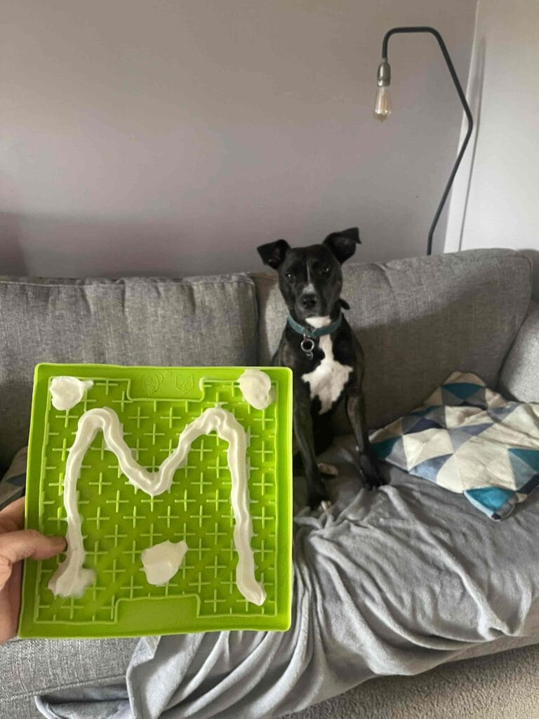 Mabel waiting for her licki matt with frozen squiry cream on