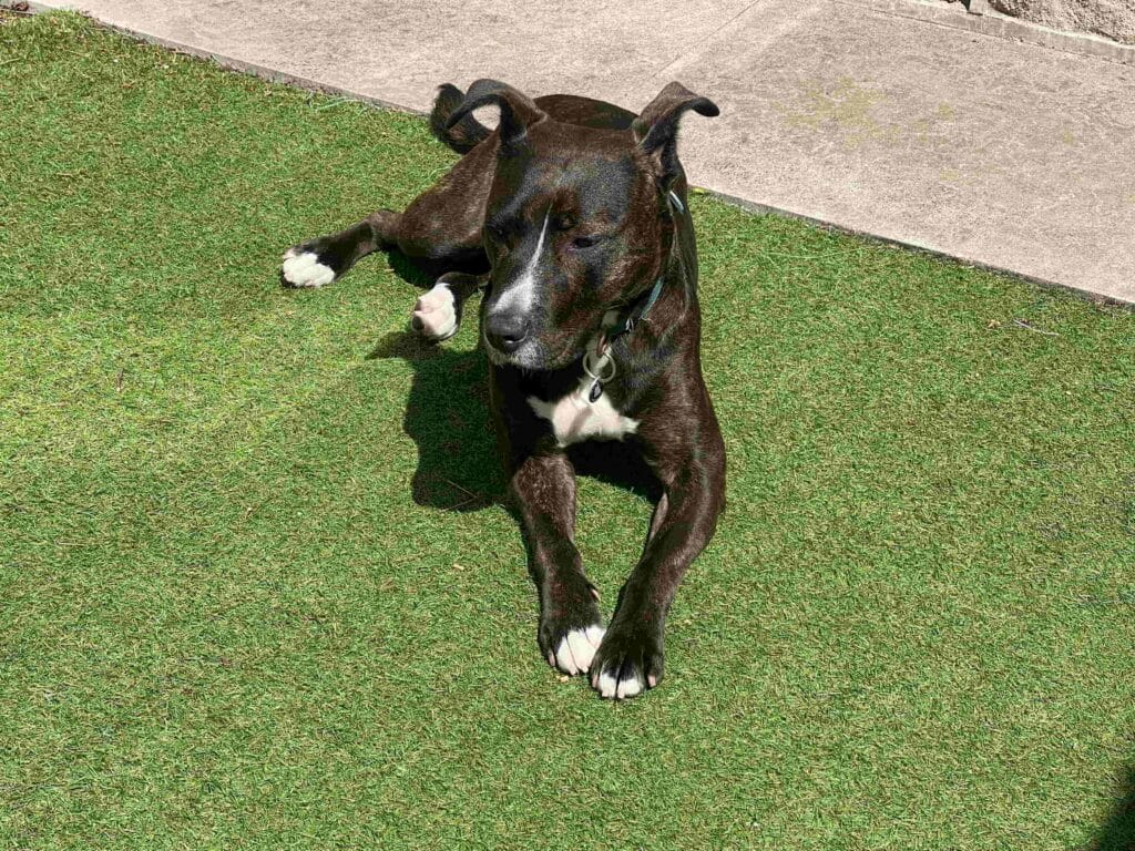 Mabel laying in the sun on artificial grass