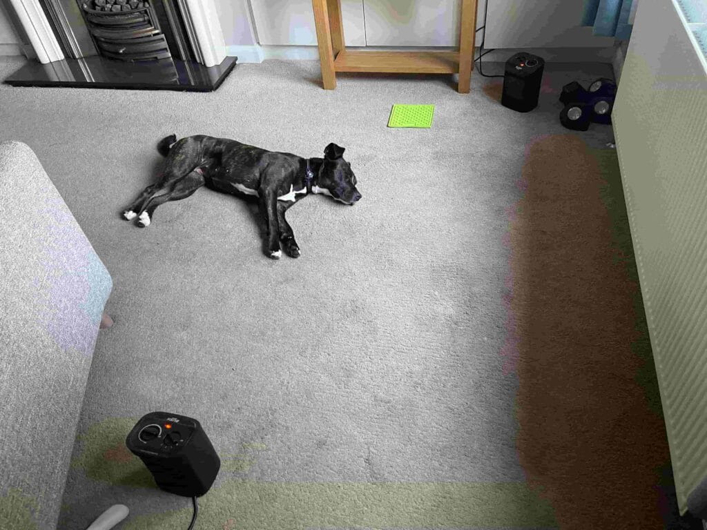 Mabel laying between 2 fans in the living room