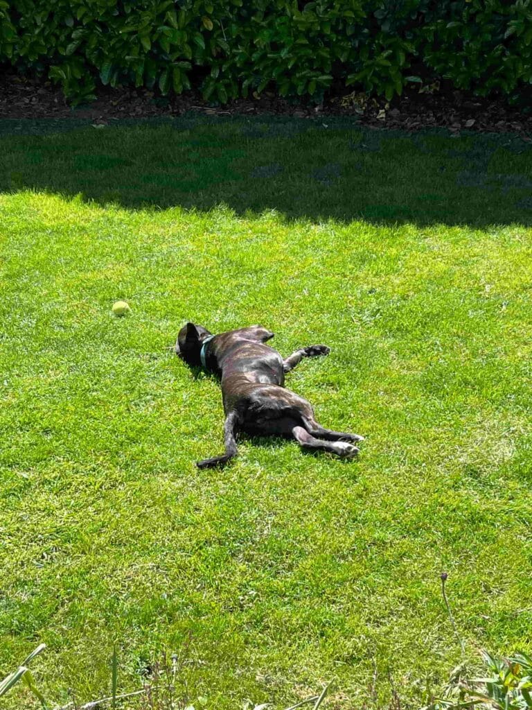Mabel laying in grass in the sun