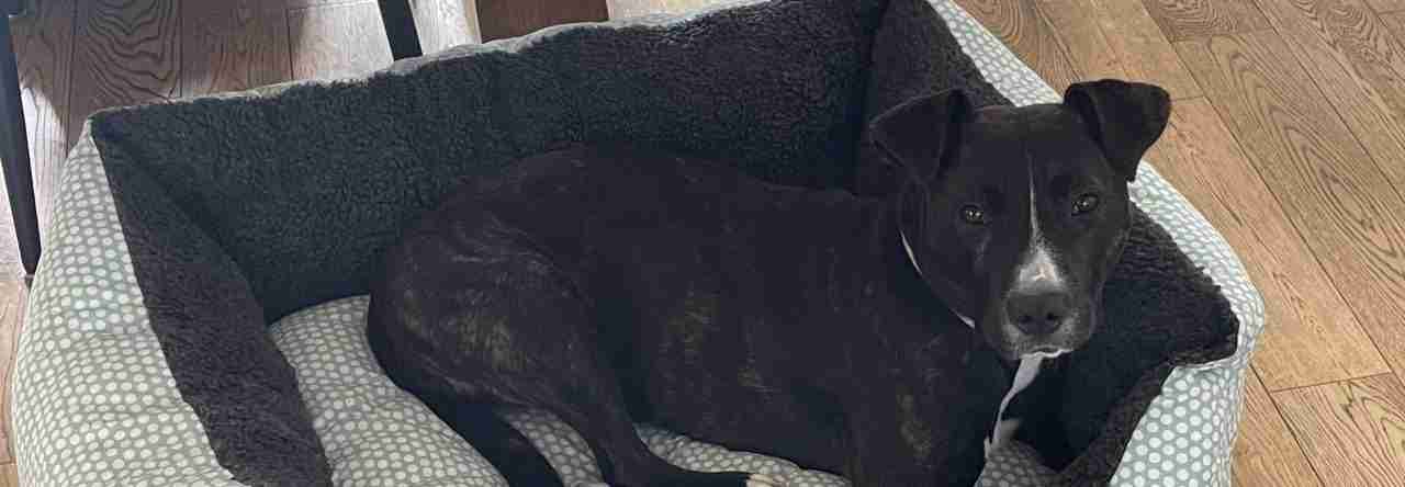 Mabel the staffy cross laying on her white bed on the wooden kitchen floor