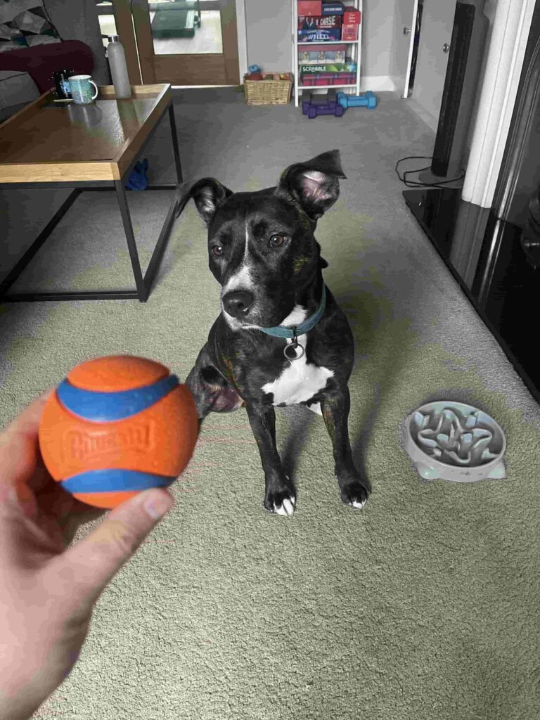 Mabel the staffy cross sat down in a living room looking at a Chuck It Ultraball in my hand waiting to be thrown