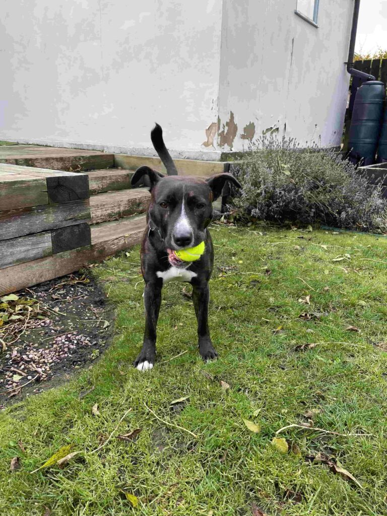 Mabel the staffy cross with a Head Tennis ball in her mouth in a garden