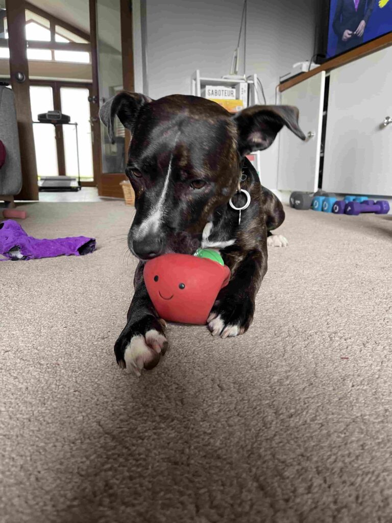 Mabel the staffy cross chewing her Pet Face latex tomato on the floor of the living room